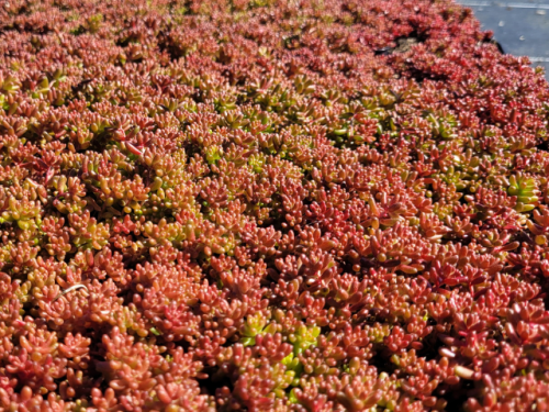 Sedum album 'Coral Carpet' - Rotmoos Mauerpfeffer
