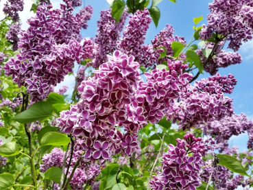 Syringa vulgaris Sensation
