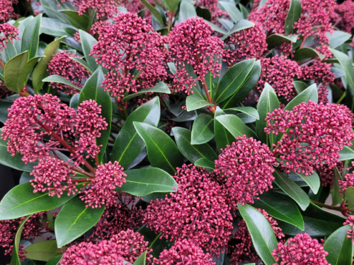 Skimmia japonica Rubella - Japanische Blütenskimmie Rubella