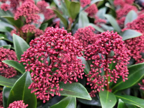 Skimmia japonica Rubella - Japanische Blütenskimmie Rubella
