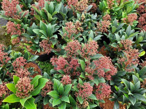 Wintergrüne Ölweide Compacta