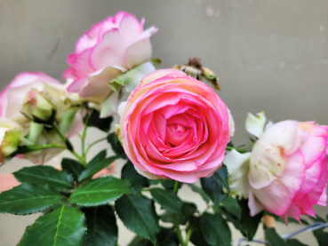 Rosa "Eden Rose 85"® - (Strauchrose "Eden Rose 85"®),
