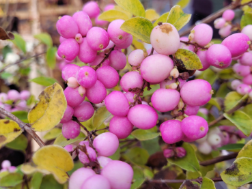Schneebeere Amethyst ® -  Symphoricarpos doorenbosii Amethyst