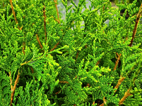 Thuja plicata Aurescens Goldspitzenlebensbaum