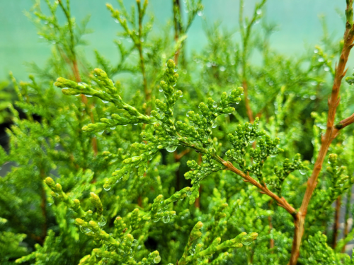 Thuja plicata 'Aurescens' - (Goldspitzenlebensbaum),