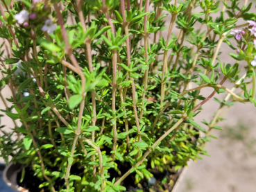 Gedrungener Garten-Thymian - Thymus vulgaris Compactus