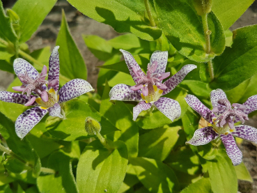 Tricyrtis hirta - Japan Krötenlilie