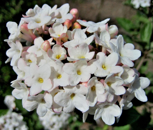 Koreanischer Schneeball - Viburnum carlesii