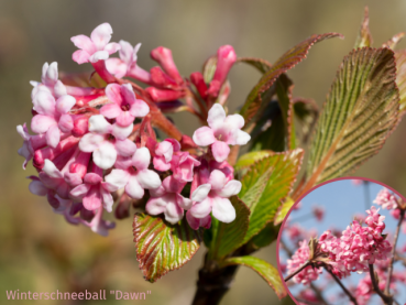 Winterschneeball Dawn -  Viburnum bodnantense Dawn