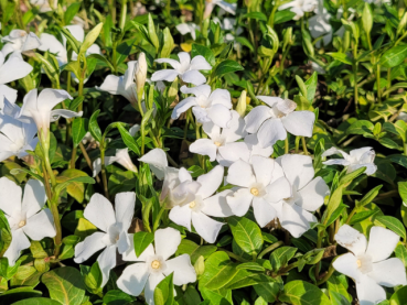 Vinca minor "Alba" - (Weißes Immergrün),