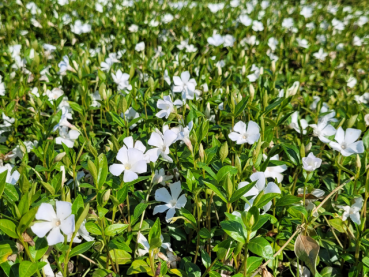 Vinca minor alba - Weißes Immergrün