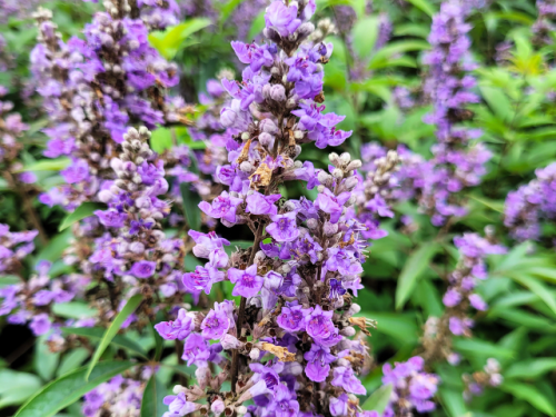 Vitex agnus-castus var. latifolia - Mönchspfeffer
