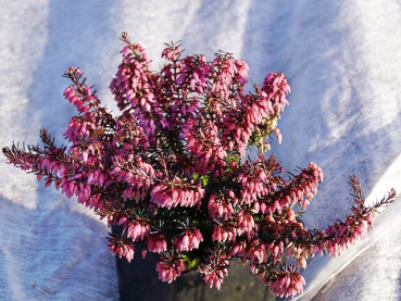 Erica carnea Vivelli