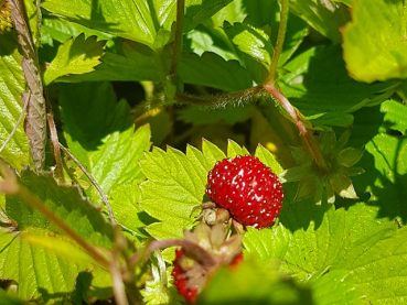 Fragaria vesca var. vesca Wald-Erdbeere