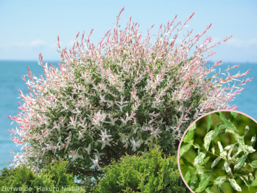 Salix integra "Hakuro Nishiki" - Zierweide "Hakuro Nishiki