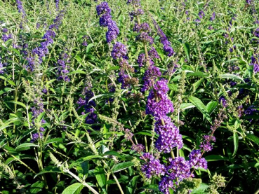 Buddleja davidii "Empire Blue" - (Sommerflieder Empire Blue),