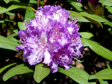Rhododendron Hybride "Alfred" - (Rhododendron "Alfred"),