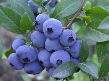 Vaccinium corymbosum "Bluecrop" - (Heidelbeere "Bluecrop"),