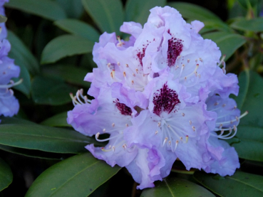 Rhododendron Hybride "Blue Peter " - (Rhododendron "Blue Peter"),