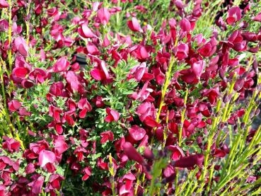 Cytisus scoparius "Boskoop Ruby" - (Edelginster "Boskoop Ruby"),