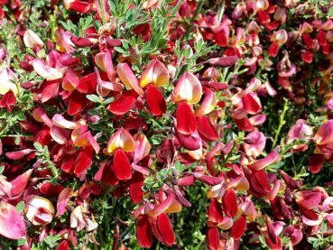 Cytisus scoparius "Burkwoodii" - (Edelginster Burkwoodii),