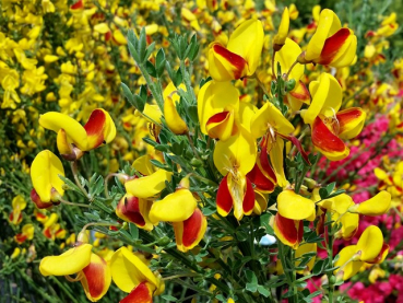 Cytisus scoparius "Andreanus Splendens" - (Edelginster Andreanus Splendens),