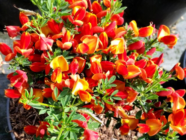 Cytisus scoparius "Lena" - (Edelginster Lena),