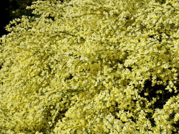 Cytisus praecox - Elfenbeinginster
