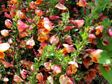 Cytisus scoparius "Erlkönig" - (Edelginster Erlkönig),