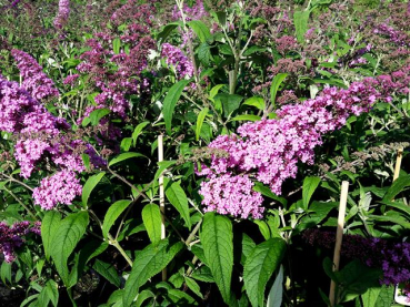 Buddleja davidii "Fascination" - (Sommerflieder Fascination),