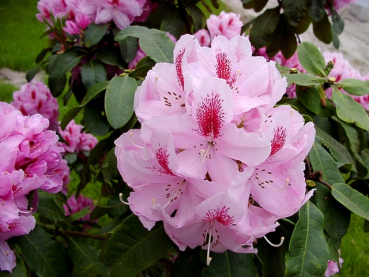 Rhododendron Hybride "Furnivall`s Daughter" - (Rhododendron "Furnivall`s Daughter"),