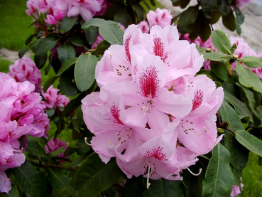 Rhododendron Furnivalls Daughter