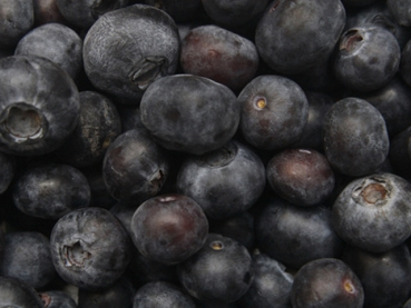 Vaccinium corymbosum Hardyblue - Heidelbeere Hardyblue