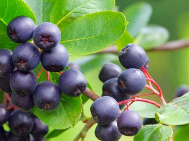 Aronia melanocarpa Hugin Apfelbeere 