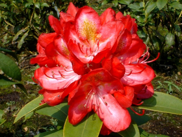 Rhododendron Hybride Junifeuer