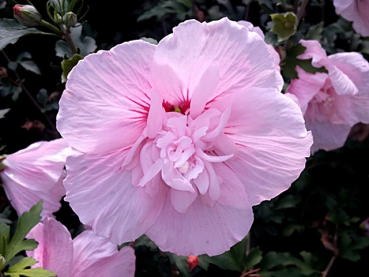 Hibiscus syriacus "Lavender Chiffon"®  - (Rosen-Eibisch Lavender Chiffon®),