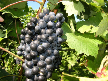 Vitis Muscat Bleu Weintraube