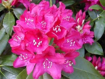 Rhododendron Hybride Nova Zembla