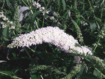 Buddleja davidii "Peace" - (Sommerflieder Peace),