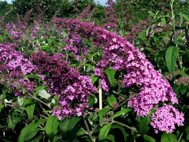 Buddleja davidii "Pink Delight" - (Sommerflieder Pink Delight),