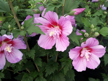 Hibiscus syriacus "Russian Violet"® - (Rosen-Eibisch Russian Violet®),