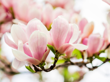 Magnolia soulangiana - (Tulpenmagnolie),