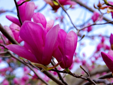 Magnolia "Susan" - (Magnolie "Susan"),