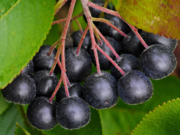 Aronia melanocarpa "Viking" - (Apfelbeere "Viking"),