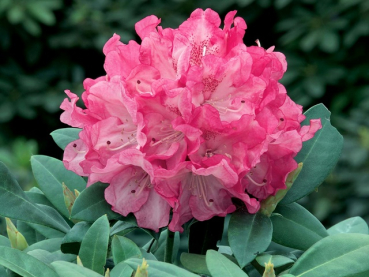 Rhododendron yakushimanum "Anuschka" - (Rhododendron "Anuschka"),