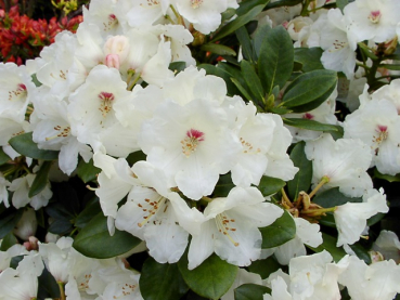 Rhododendron yakushimanum Flava