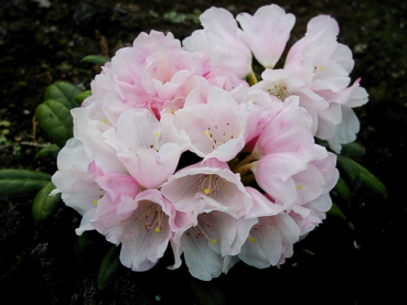 Rhododendron yakushimanum "Koichiro Wada" - (Rhododendron "Koichiro Wada"),
