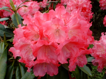 Rhododendron yakushimanum "Morgenrot" - (Rhododendron "Morgenrot"),