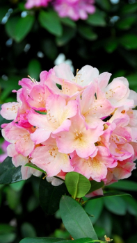 Rhododendron yakushimanum "Percy Wiseman" - (Rhododendron "Percy Wiseman"),