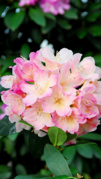 Rhododendron yakushimanum Percy Wiseman